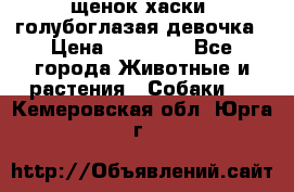 щенок хаски  голубоглазая девочка › Цена ­ 12 000 - Все города Животные и растения » Собаки   . Кемеровская обл.,Юрга г.